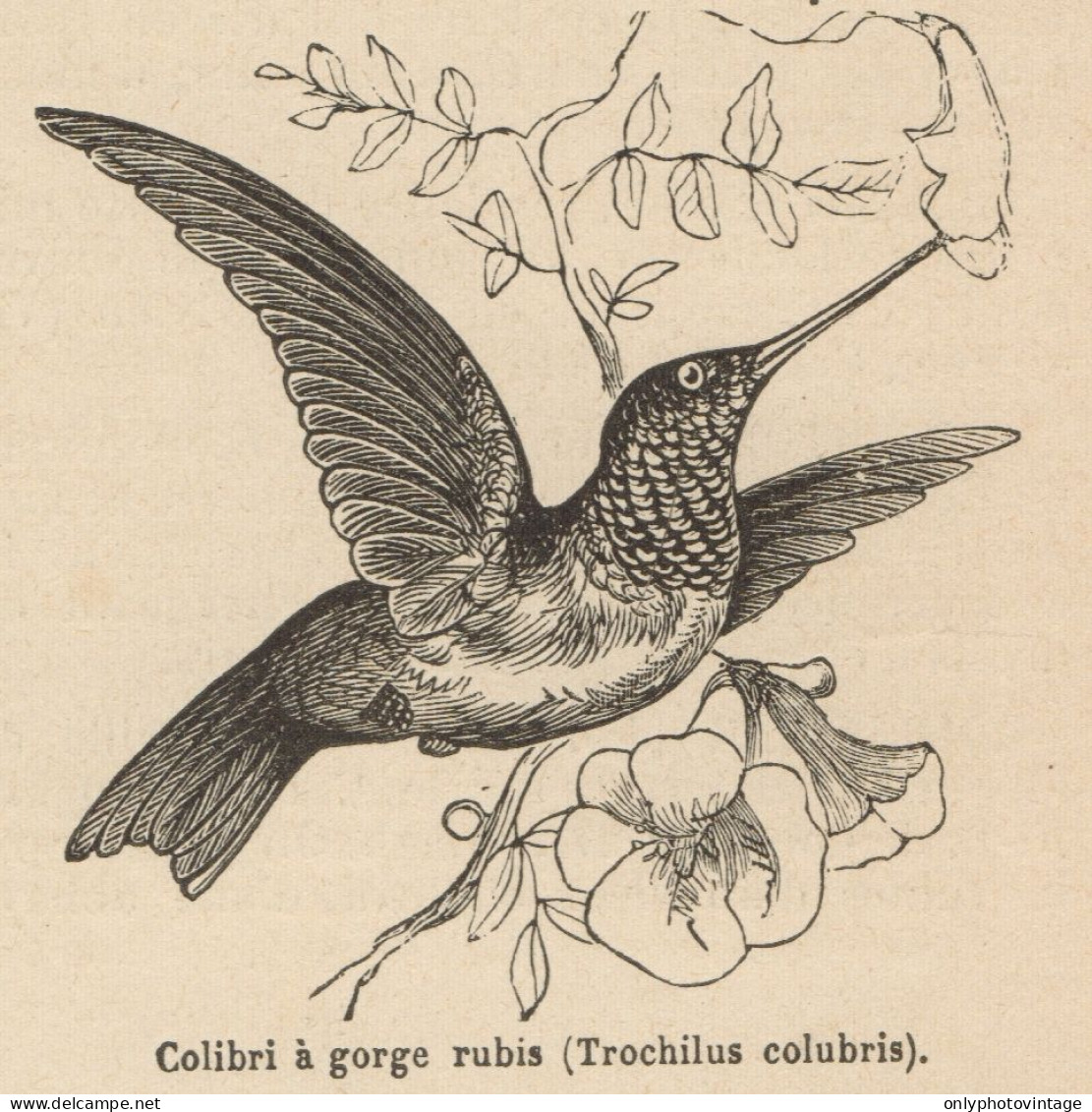 Trochilus Colubris - Stampa Antica - 1892 Engraving - Stiche & Gravuren