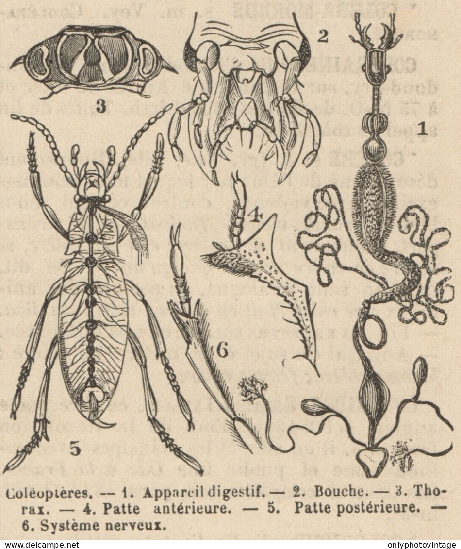 Colèopteres - Stampa Antica - 1892 Engraving - Stiche & Gravuren