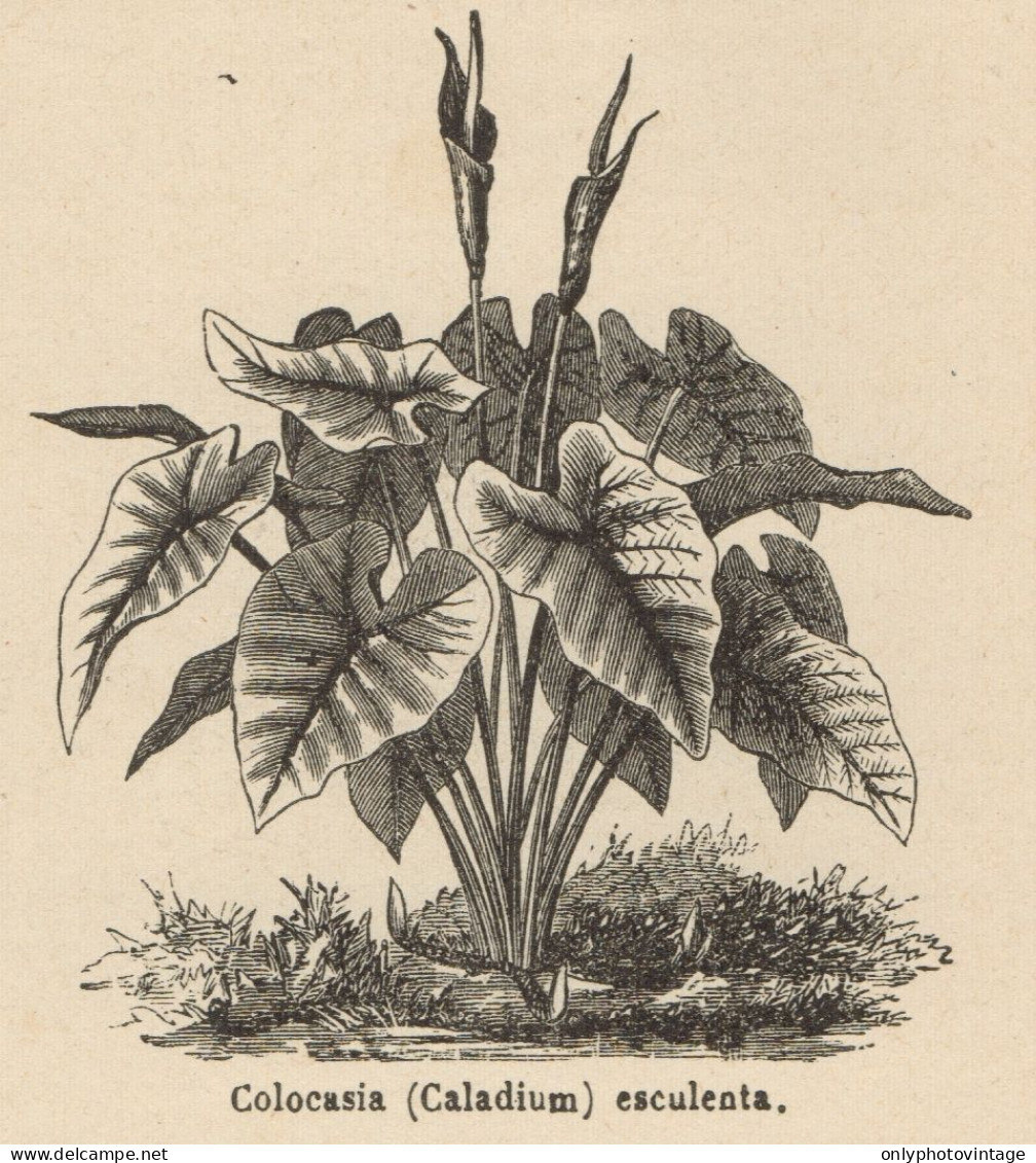 Colocasia Esculenta - Stampa Antica - 1892 Engraving - Stiche & Gravuren