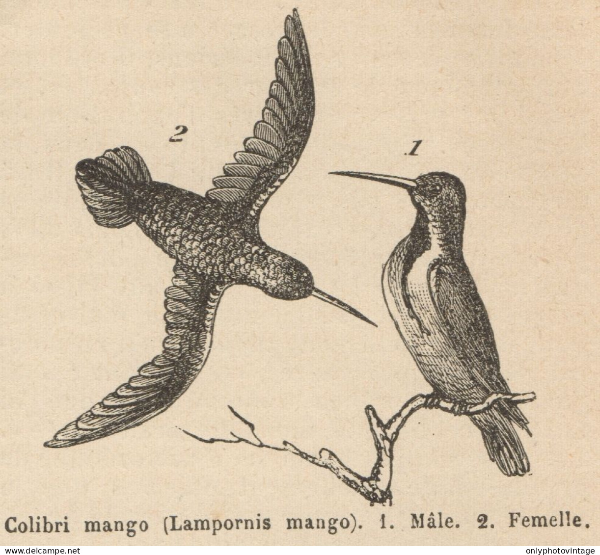 Lampornis Mango - Stampa Antica - 1892 Engraving - Stiche & Gravuren