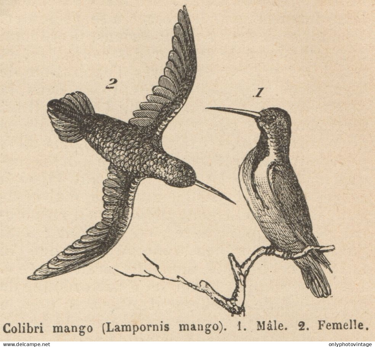 Lampornis Mango - Stampa Antica - 1892 Engraving - Estampes & Gravures