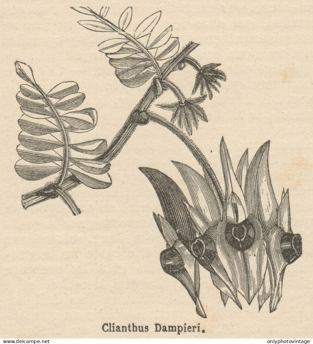 Clianthus Dampieri - Stampa Antica - 1892 Engraving - Estampes & Gravures