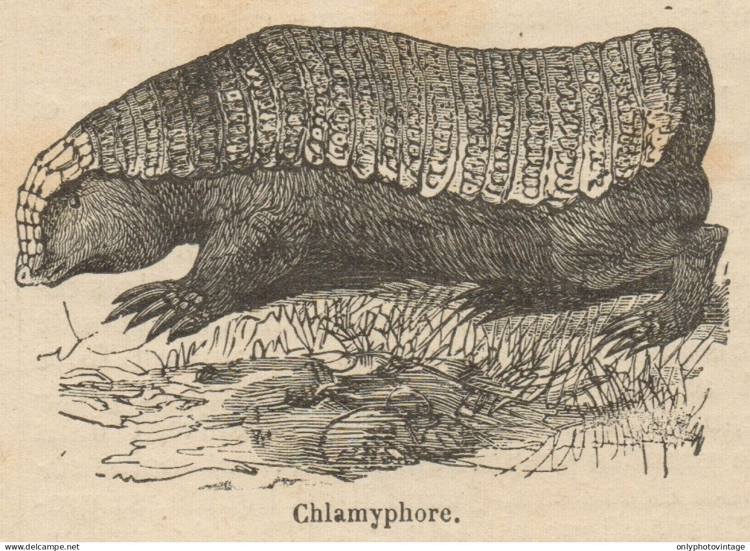 Chlamyphore - Stampa Antica - 1892 Engraving - Prints & Engravings