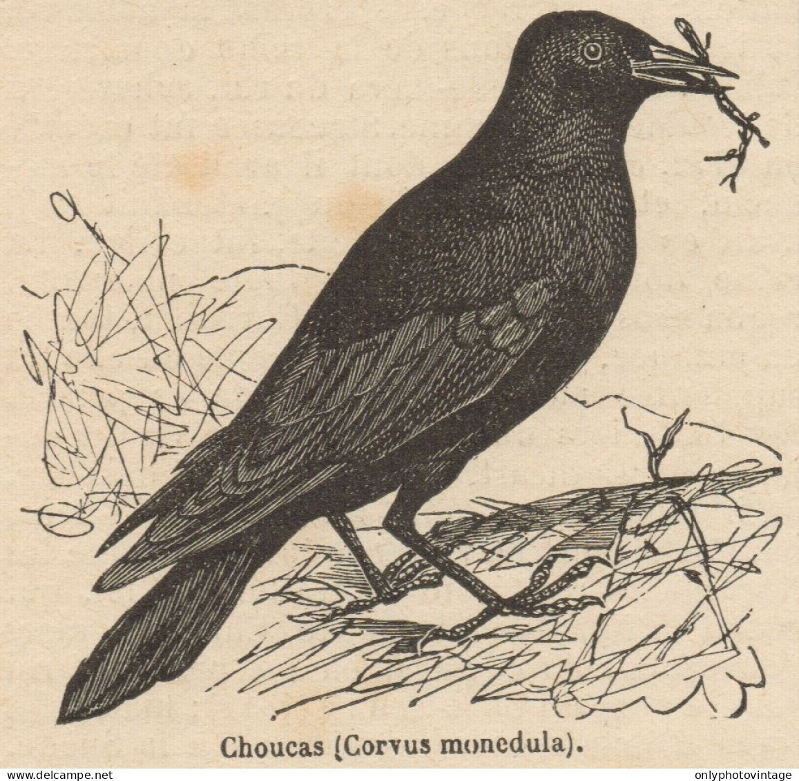 Corvus Monedula - Stampa Antica - 1892 Engraving - Prints & Engravings