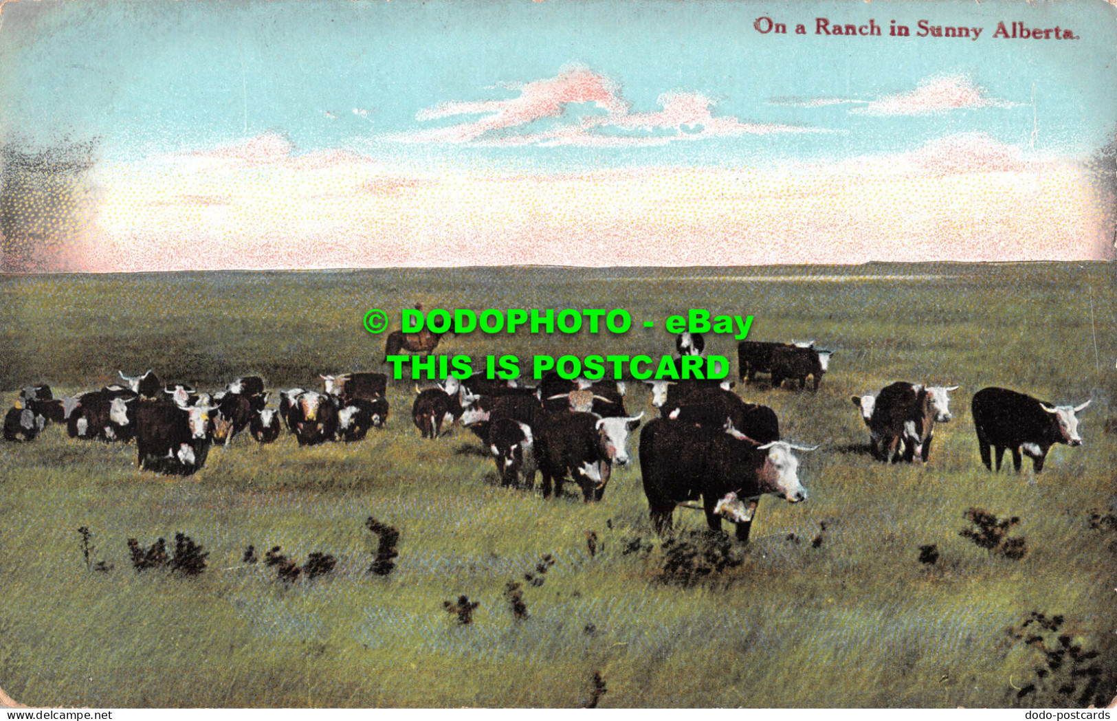 R543246 On A Ranch In Sunny Alberta. Stedman Bros - Monde