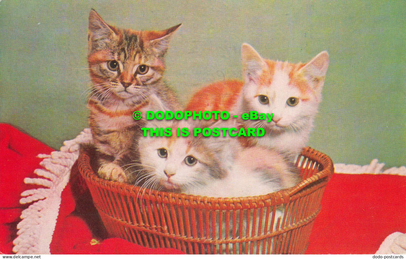 R543754 Cat. Kittens. Salmon. 1983 - Monde