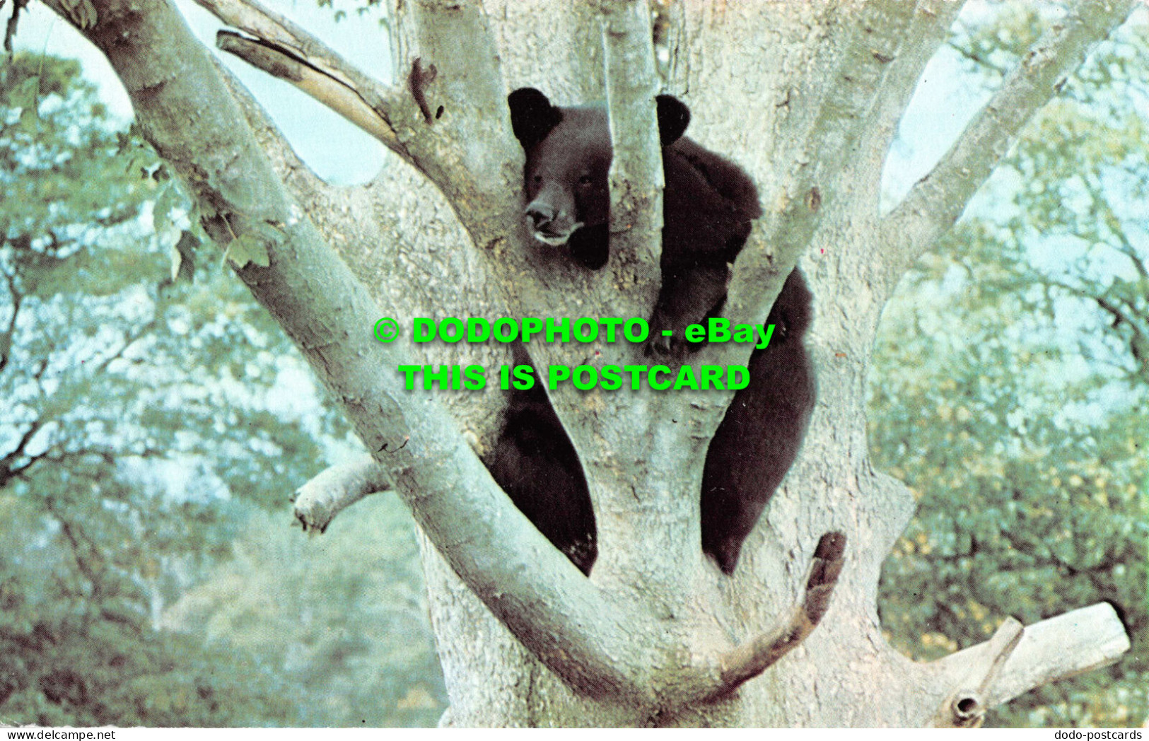 R543757 Midlands Safari Park. American Black Bear. Fidelity Printers - Wereld