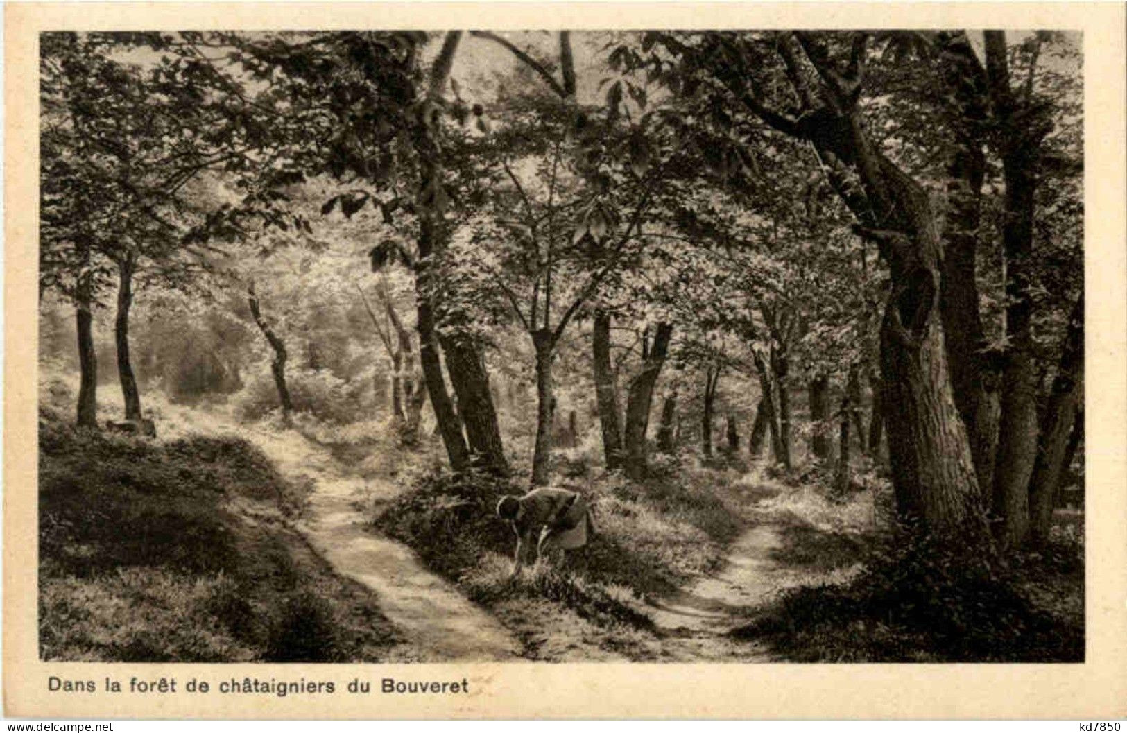 Dans La Foret De Chataigniers Du Bouveret - Andere & Zonder Classificatie