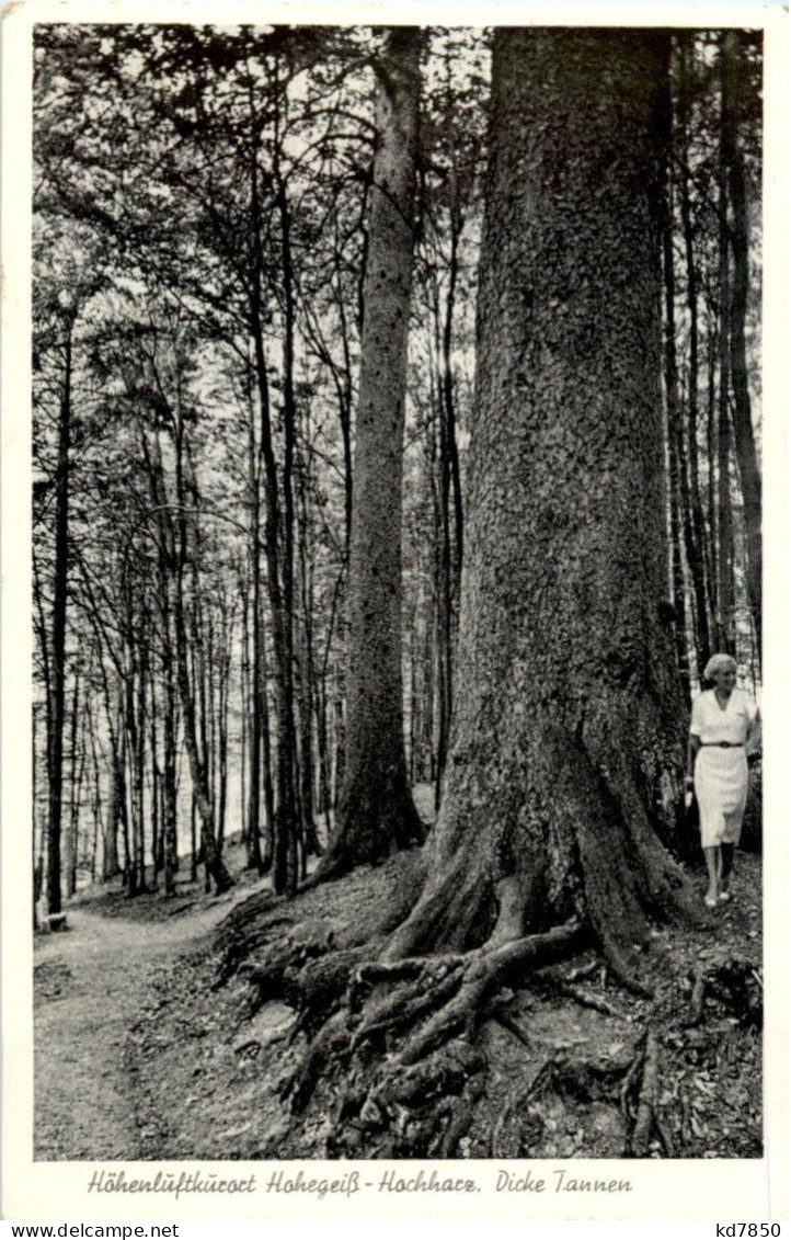 Hohegeiss - Dicke Tannen - Braunlage