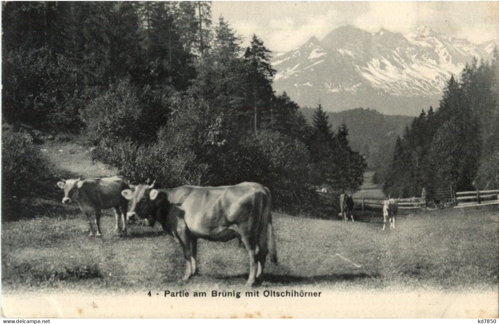 Brünig Mit Oltschihörner - Cow Kuh - Other & Unclassified
