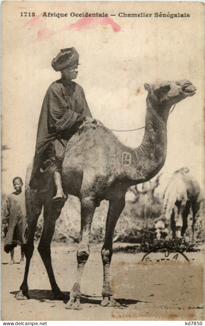 Chamelier Senegalais - Camel - Senegal