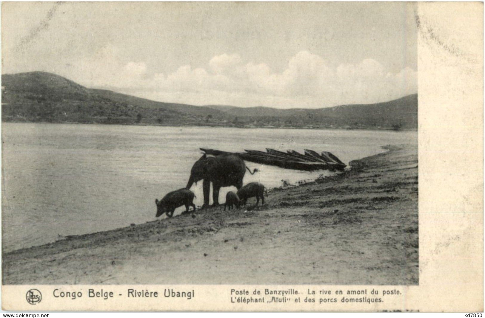 Congo - Riviere Ubangi - Elephant - Otros & Sin Clasificación