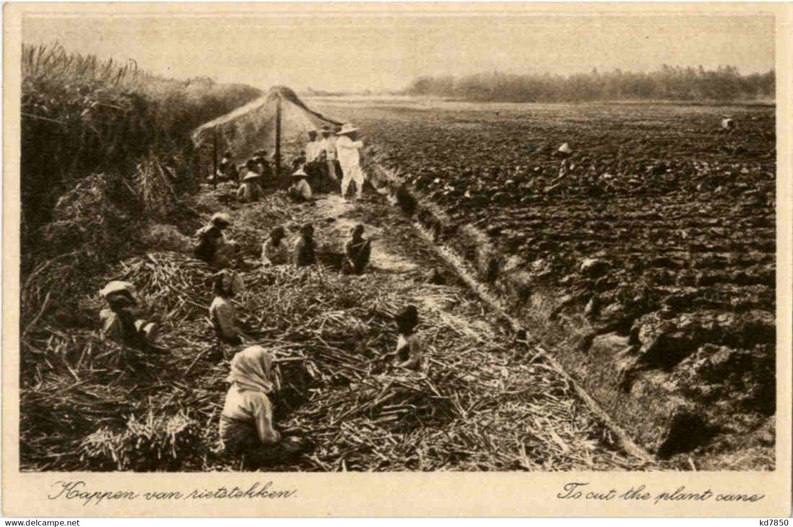 Soerabaja - To Cut The Plant Cane - Indonesië