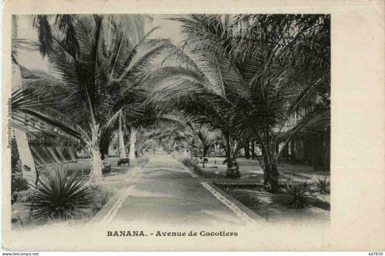 Banana - Avenue De Cocotieres - Autres & Non Classés