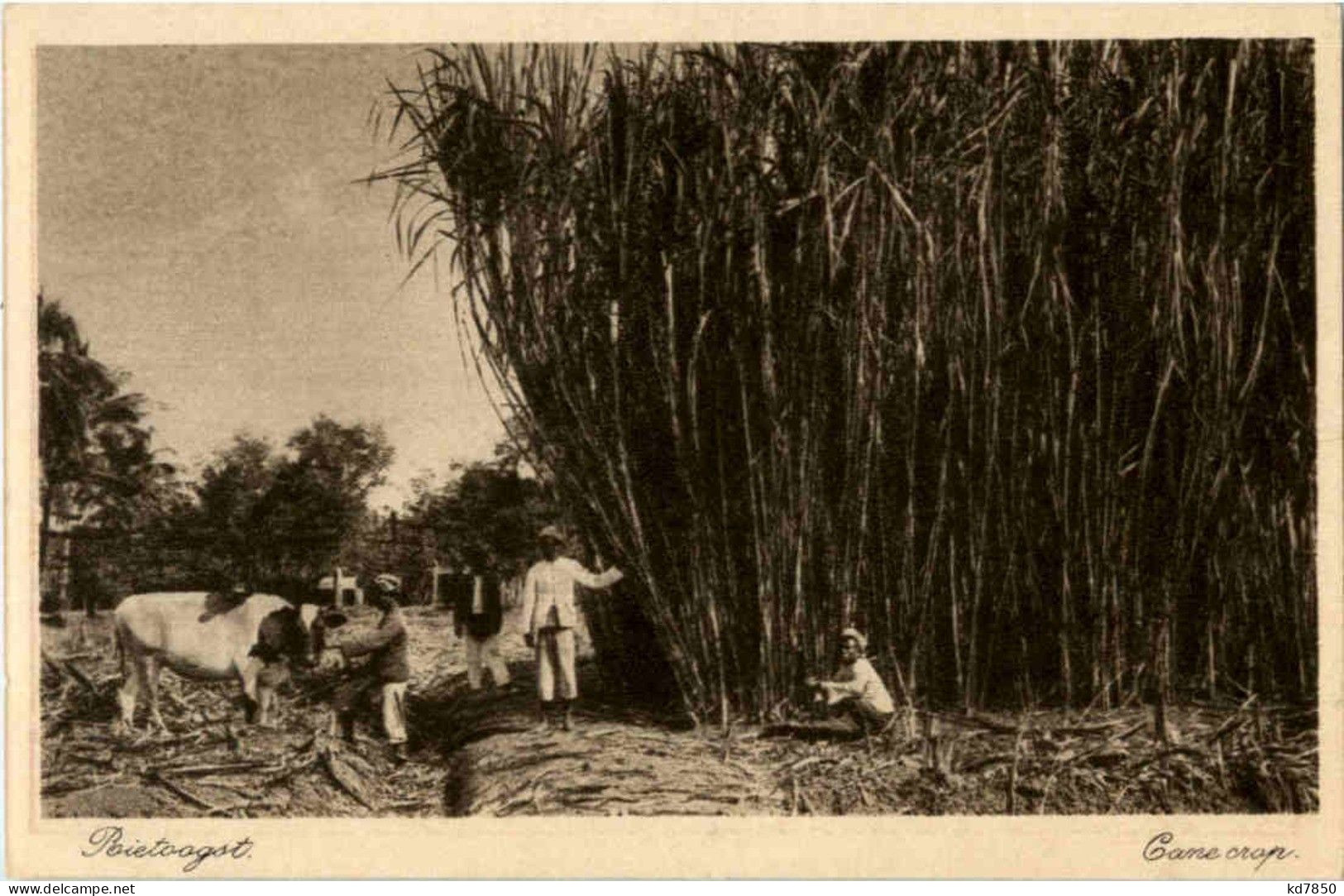Soerabaia - Cane Crop - Indonesien