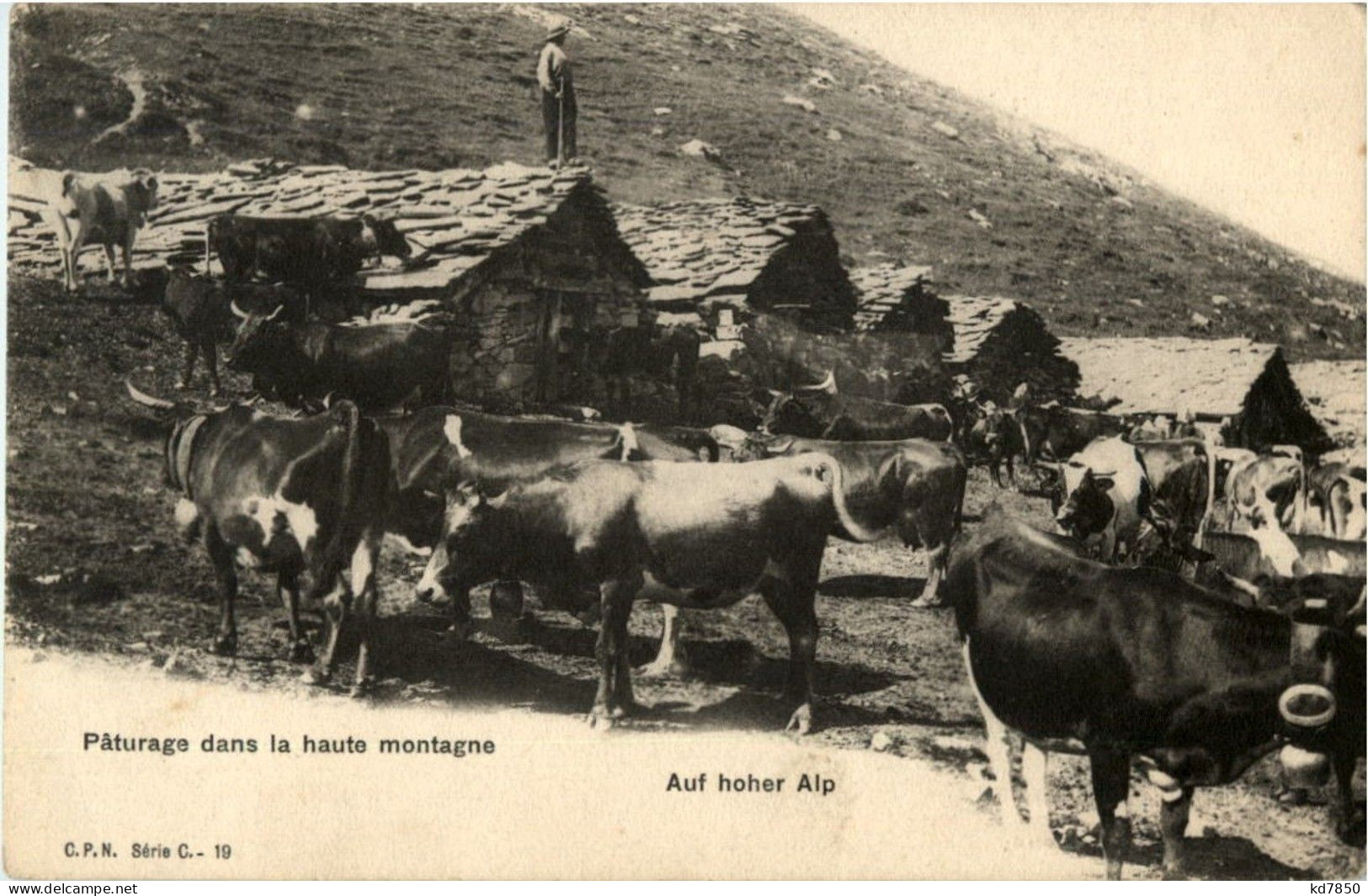 Auf Hoher Alp - Cow - Elevage