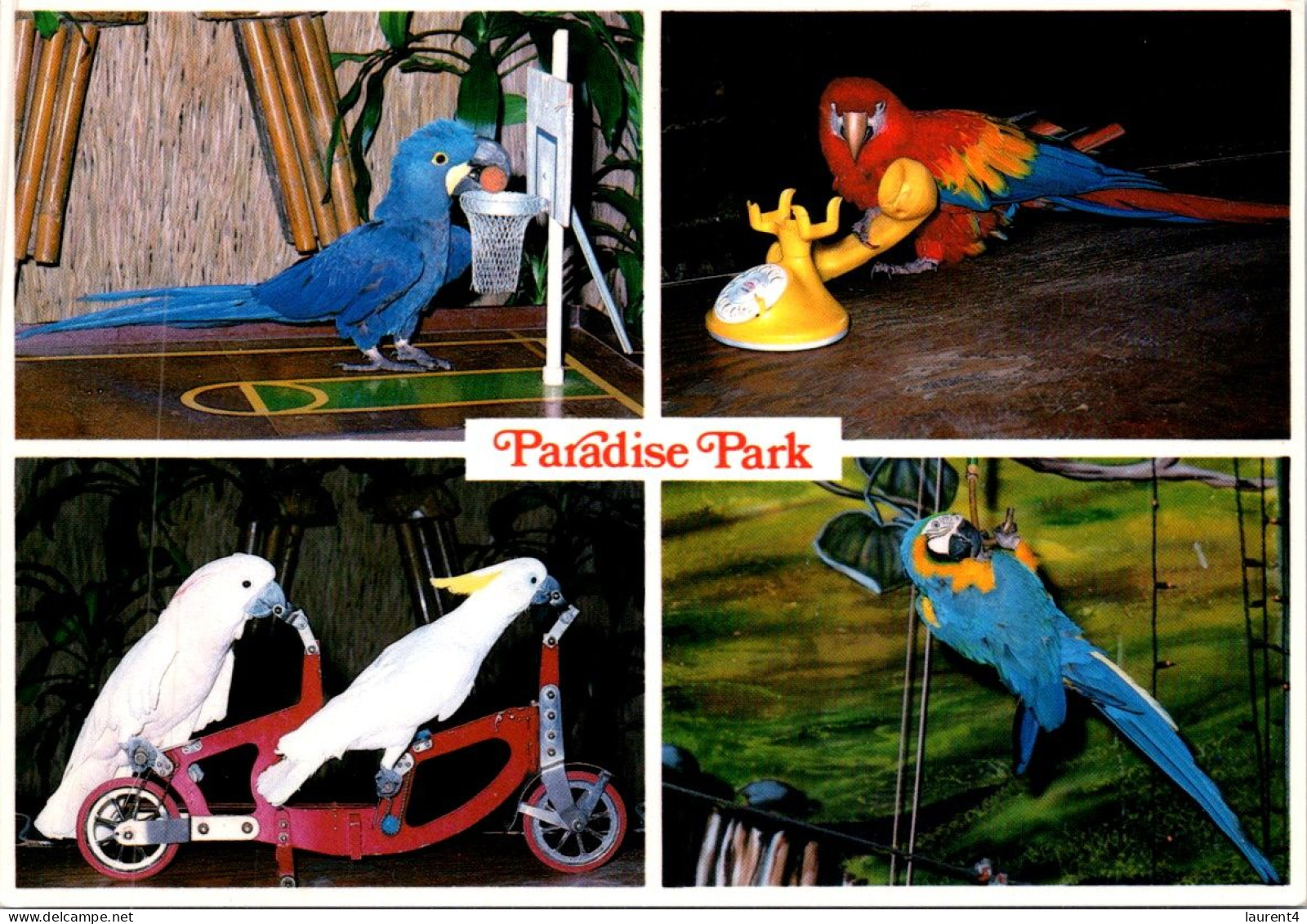 29-4-2024 (3 Z 23) USA - Paradise Park (birds Show) - Birds