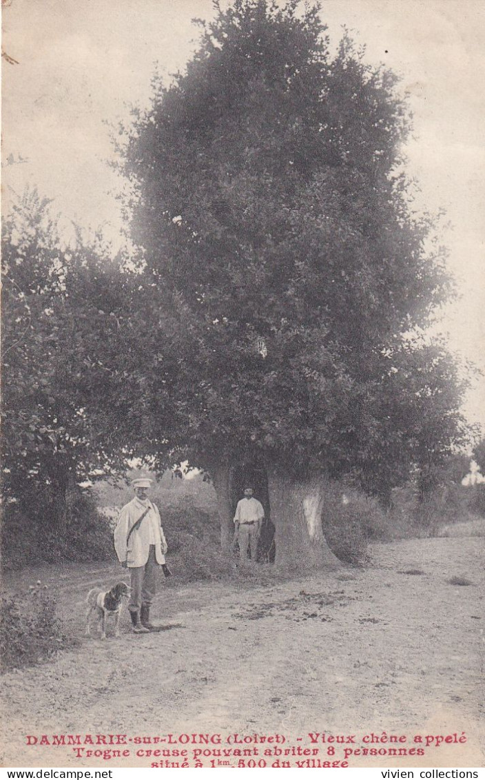 Dammarie Sur Loing (45 Loiret)Le Vieux Chêne Appelé Trogne Creuse Pouvant Abriter 8 Personnes Circulée 1909 Cachet Perlé - Other & Unclassified