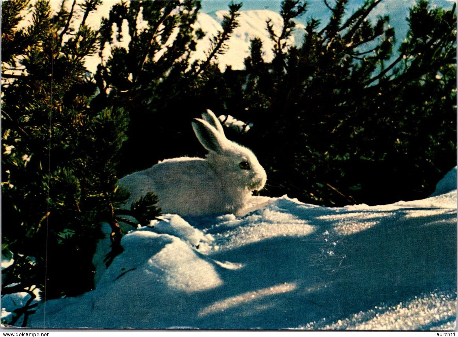 29-4-2024 (3 Z 25) Lièvre Blanc / Snow Hare - Andere & Zonder Classificatie