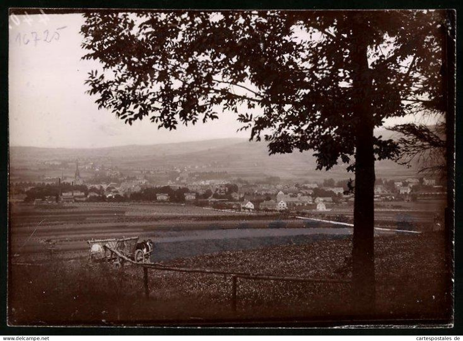 Fotografie Brück & Sohn Meissen, Ansicht Neustadt I. Sa., Panorama Von Der Gotzingerhöhe Gesehen  - Lieux