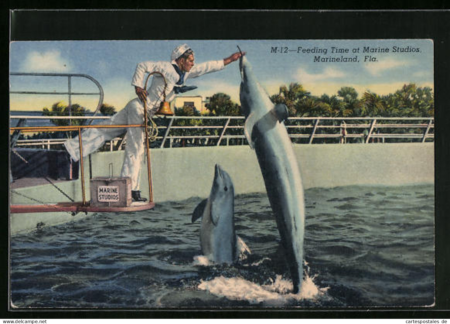 AK Feeding Time At Marine Studios Marineland, Fla. - Delphine  - Other & Unclassified