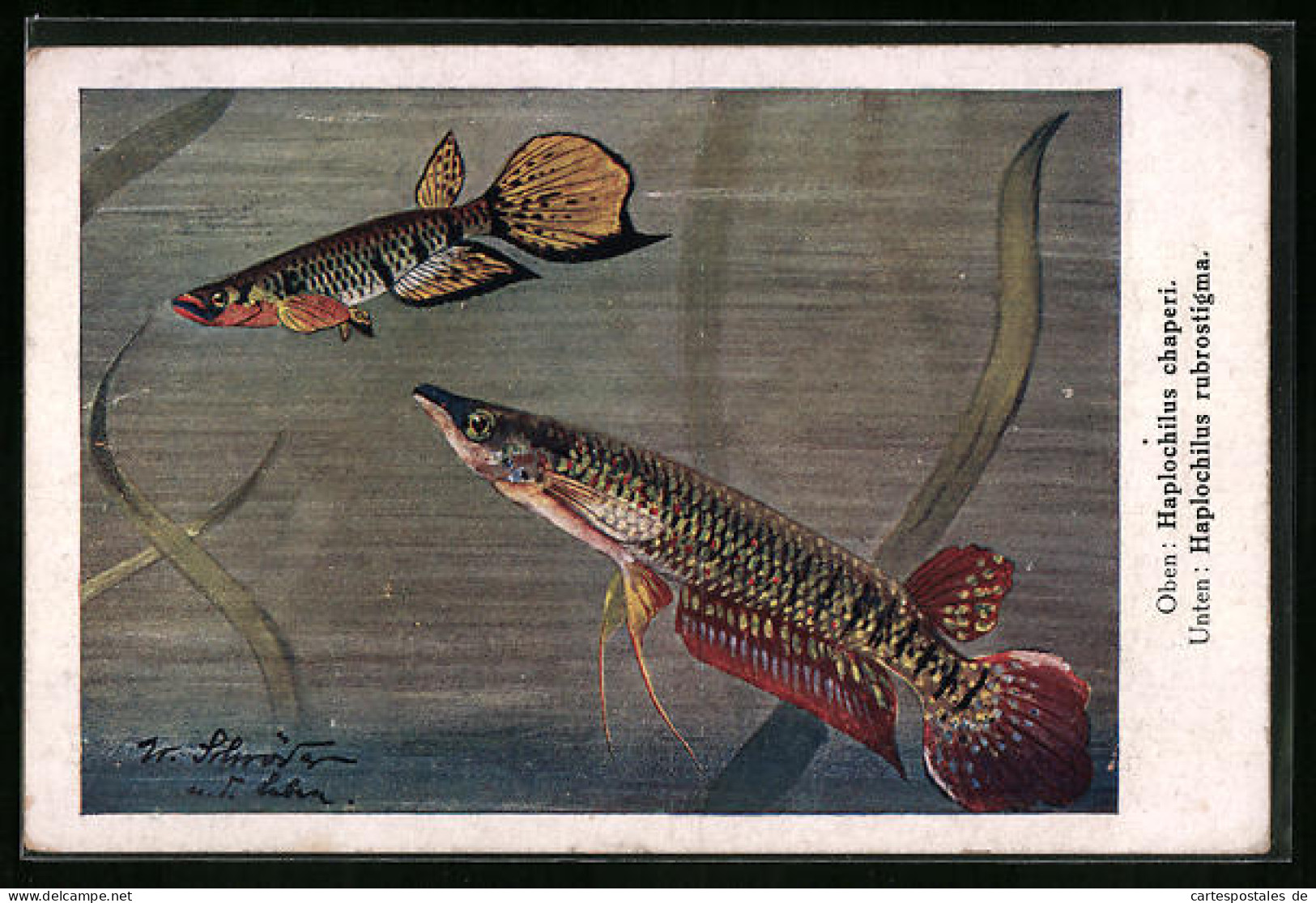 Künstler-AK Haplochilus Chaperi Und Haplochilus Rubrostigma  - Fish & Shellfish