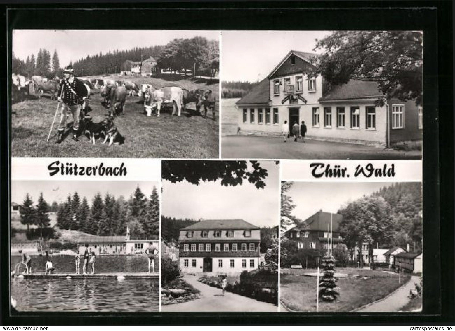 AK Stützerbach /Thür. Wald, Kuhherde Am Auerhahn Mit Berggasthaus  - Sonstige & Ohne Zuordnung