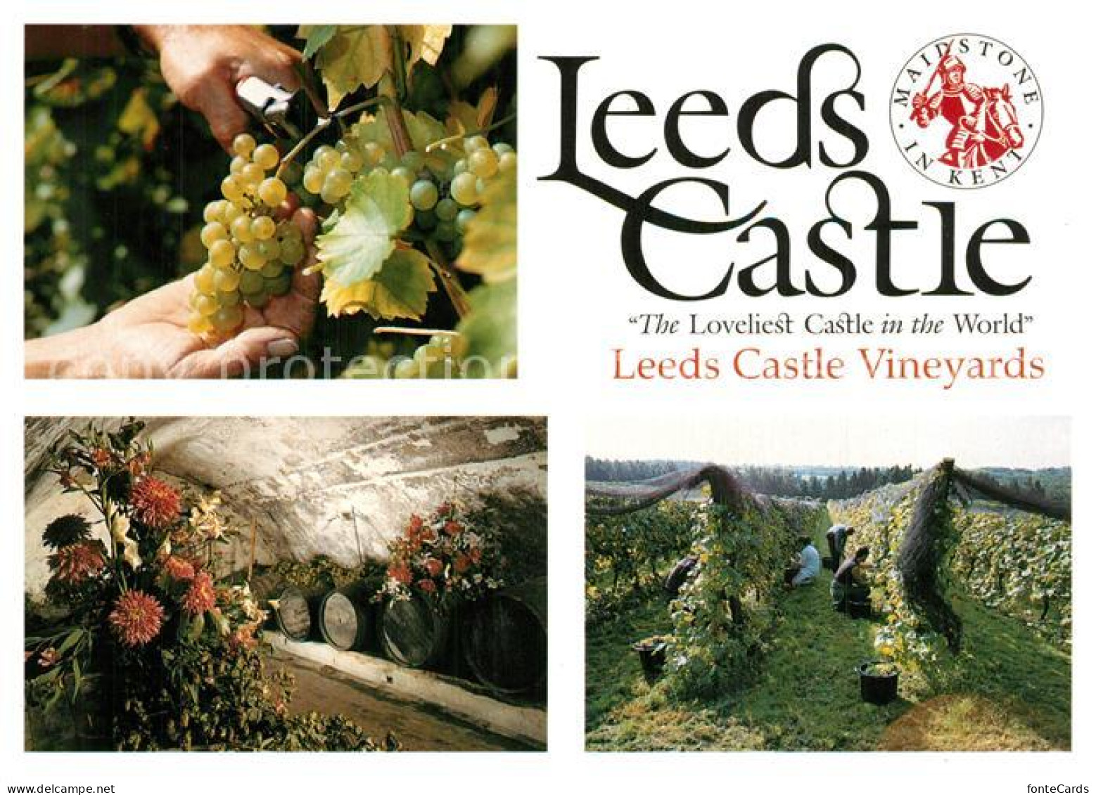 73607485 Leeds Maidstone Castle Harvesting The Grapes Vines Wine Cellar  - Other & Unclassified