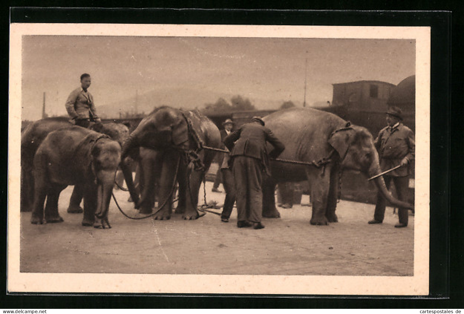 AK Elefanten-Transport Der Grossraubtierschau Des Circus Von Willy Hagenbeck  - Zirkus
