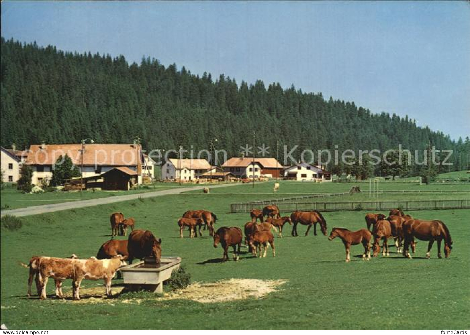 12457808 Franches Montagnes Pferde Panorama La Chaux-de-Fonds - Autres & Non Classés