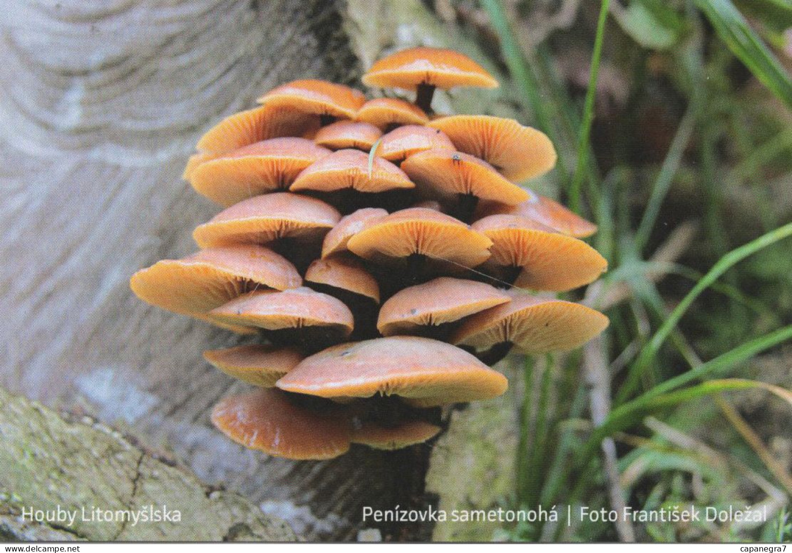 Flammulina Velutipes, MK Litomyšl, Czech Rep., 90 X 60 Mm, 2019 - Small : 2001-...