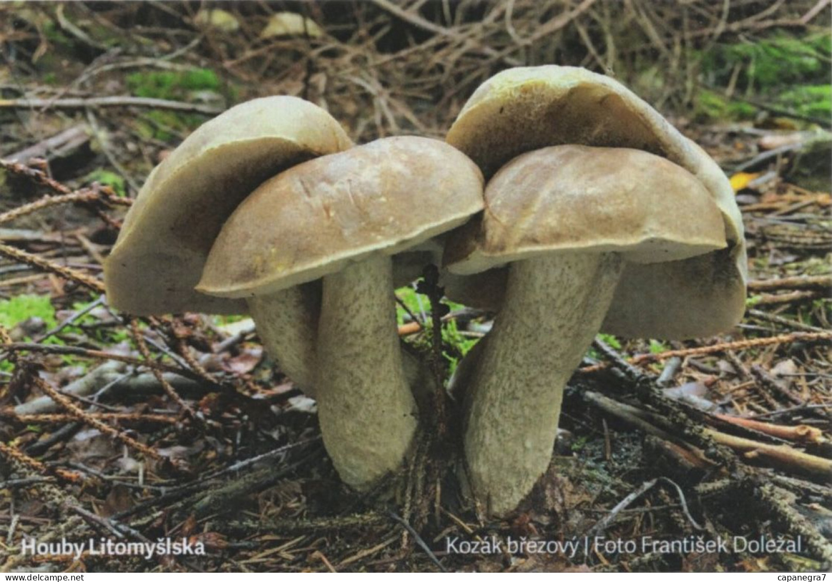 Leccinum Scabrum, MK Litomyšl, Czech Rep., 90 X 60 Mm, 2021 - Small : 2001-...