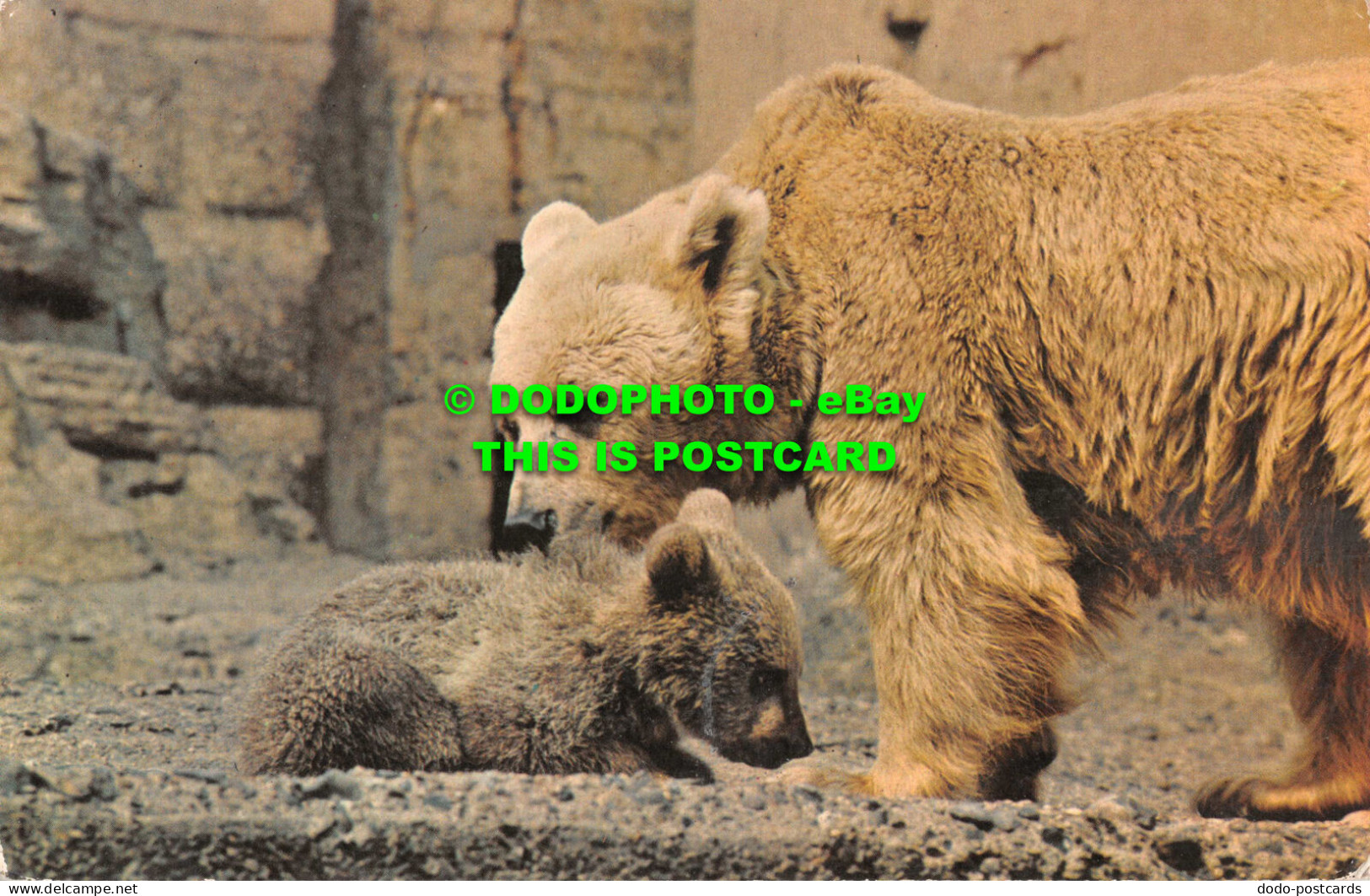 R545876 Syrian Bear And Cub. M. Lyster. Zoological Society Of London. PT7805 - Other & Unclassified