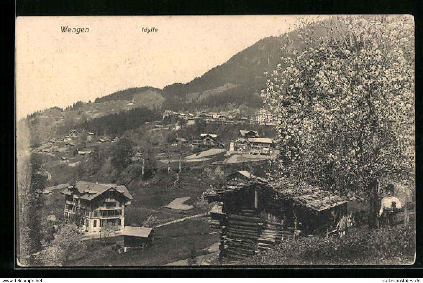 AK Wengen, Totalansicht Der Ortschaft  - Wengen