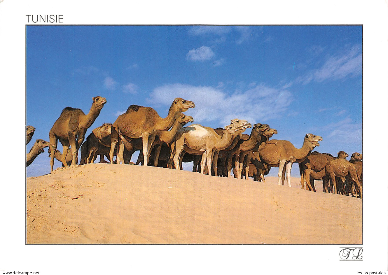 TUNISIE CAMELS - Tunesië