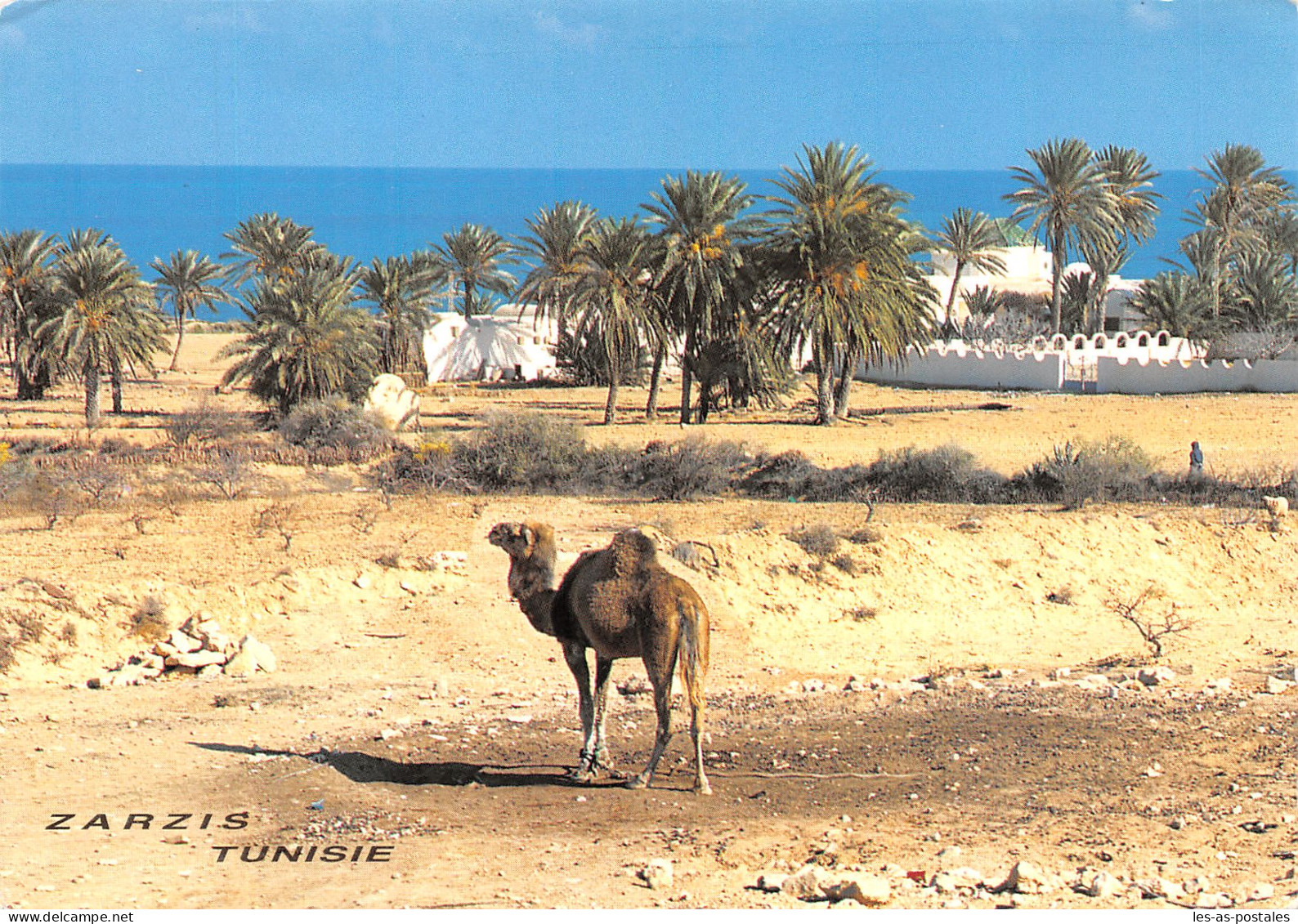 TUNISIE ZARSIS - Tunisie