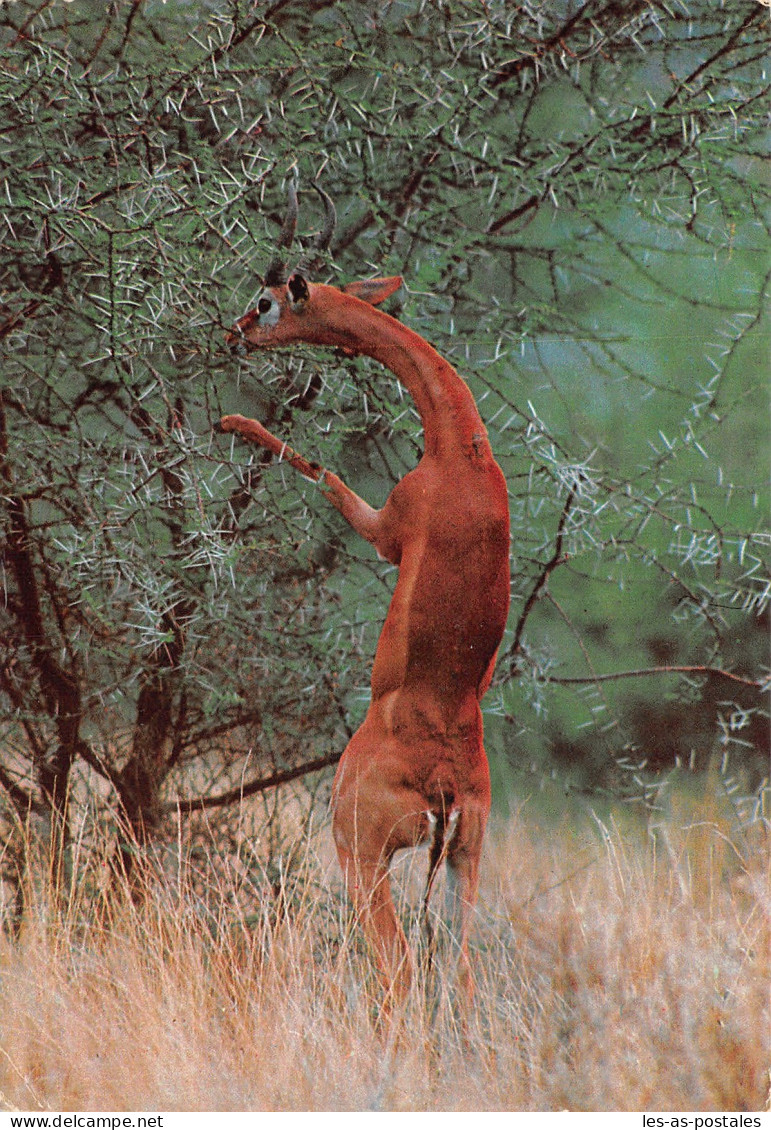 KENYA GAZELLE - Kenya