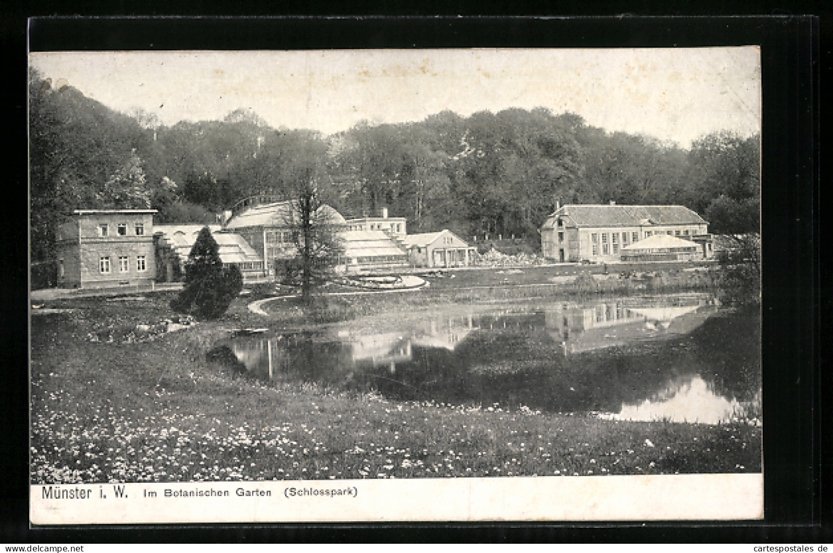 AK Münster I. W., Botanischen Garten Im Schlosspark  - Münster