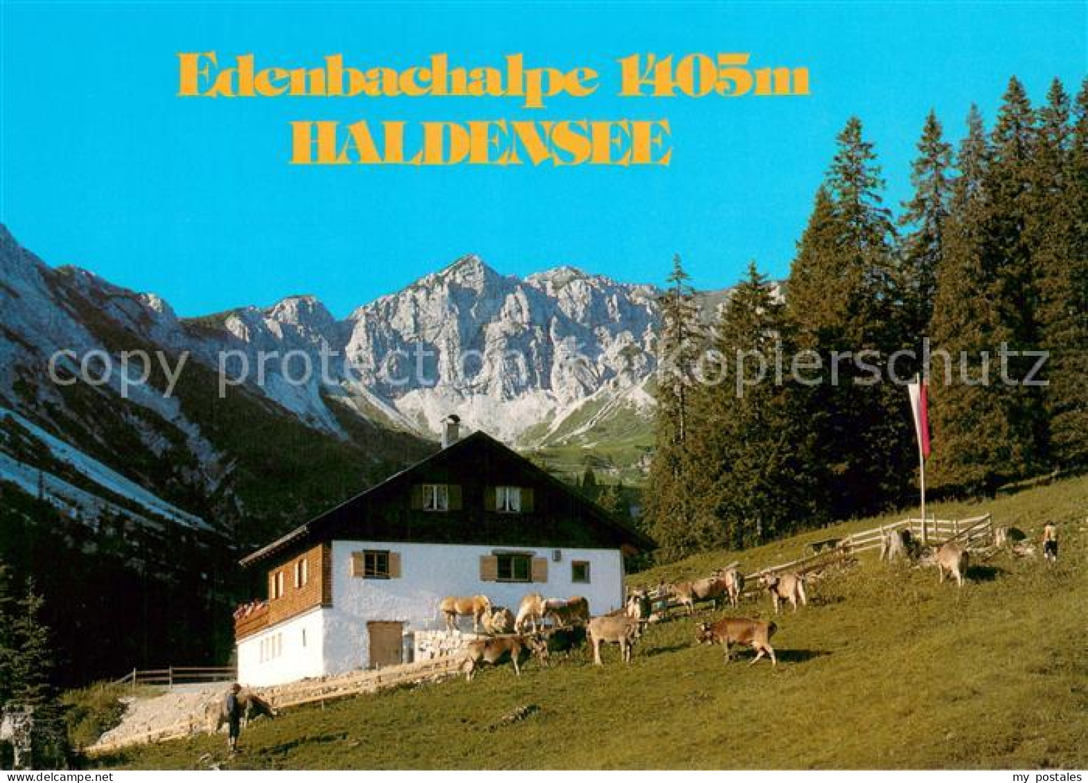 73741562 Haldensee Edenbachalpe Alpen Almvieh Haldensee - Sonstige & Ohne Zuordnung