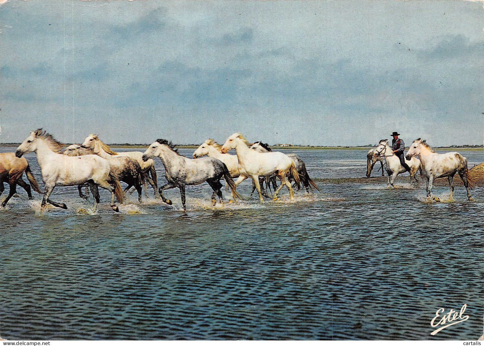 13-EN CAMARGUE-N° 4424-C/0175 - Sonstige & Ohne Zuordnung