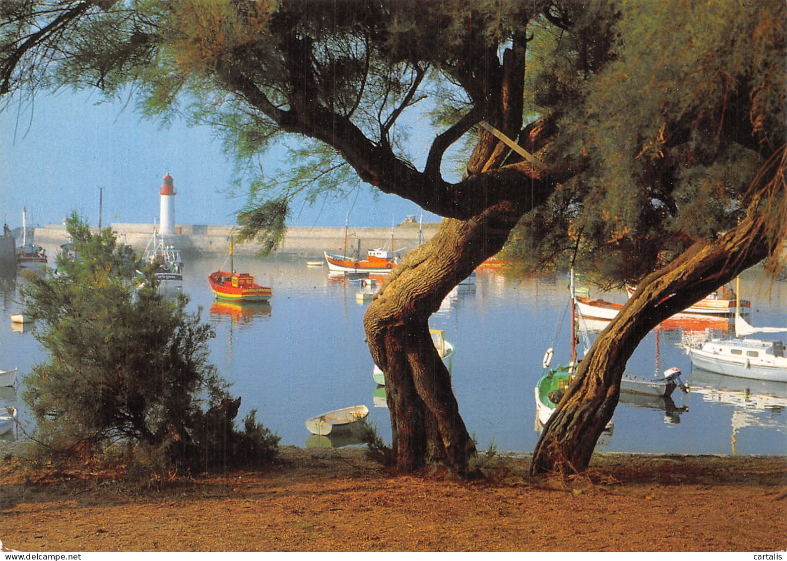 17-ILE D OLERON LA COTINIERE-N° 4426-C/0293 - Ile D'Oléron