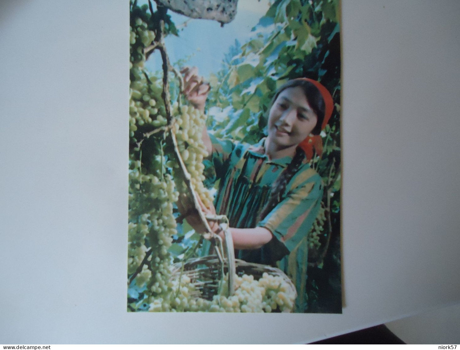 CHINA    POSTCARDS  WOMENSCUTTING GRAPES    FOR MORE PURHASES 10% DISCOUNT - China