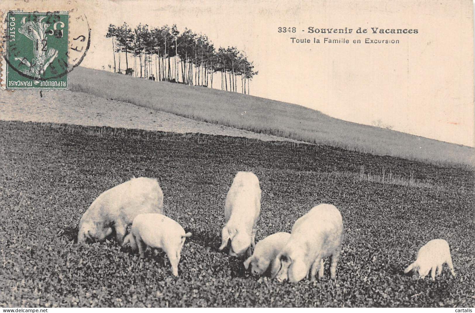 TH-ANIMAUX COCHONS-N° 4429-H/0207 - Pigs