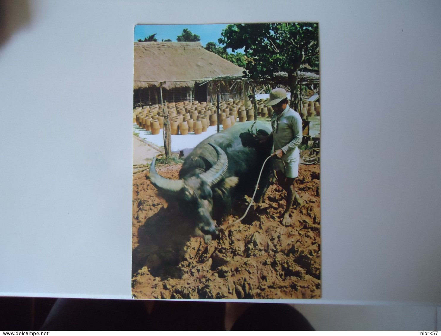 JAPAN     POSTCARDS ISCHIGAGIRJIMA   BUFFALO WORKER     FOR MORE PURHASES 10% DISCOUNT - Other & Unclassified