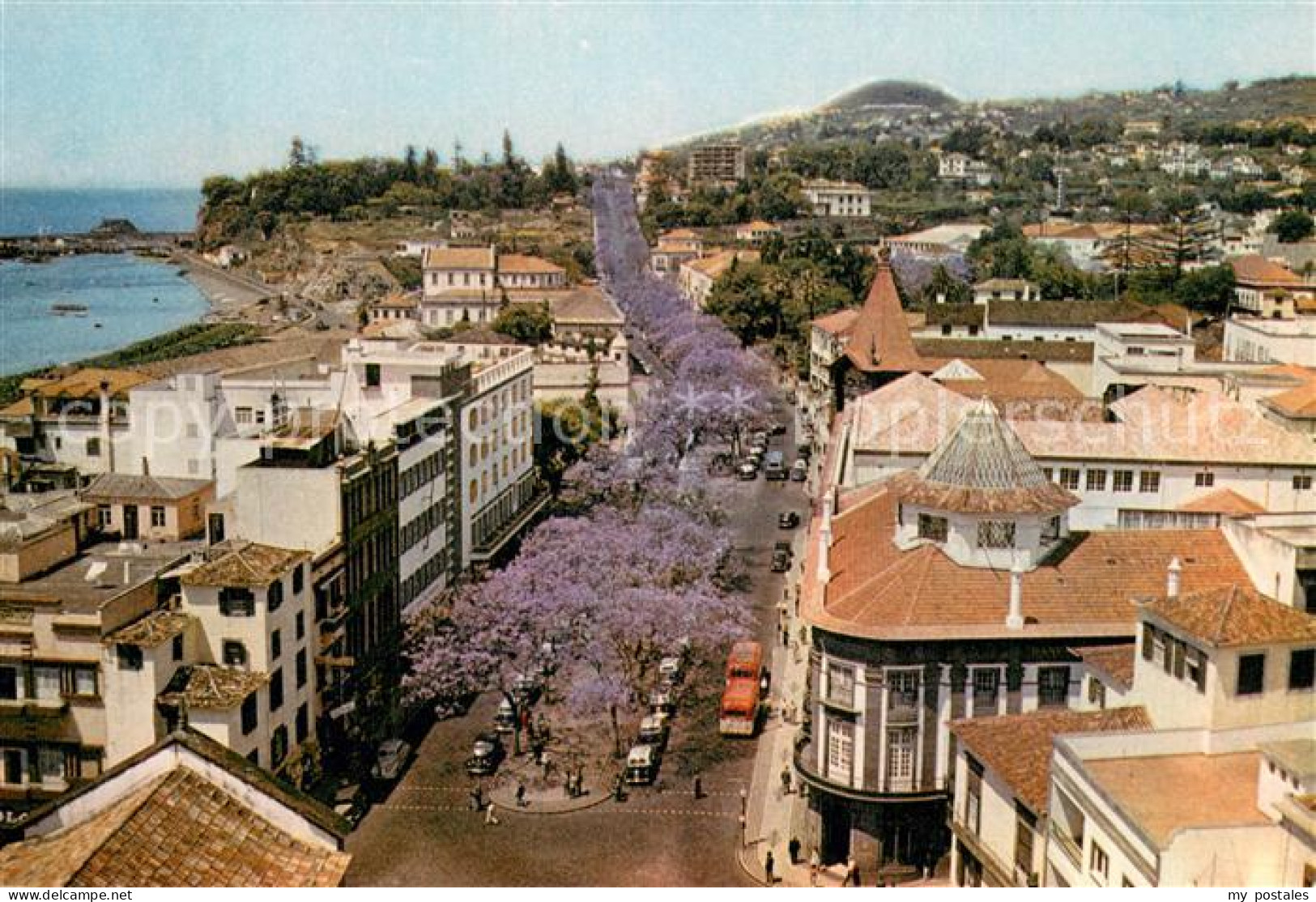 73725242 Madeira Portugal Avenues Of Flowering Jacaranda Trees Funchal  - Autres & Non Classés