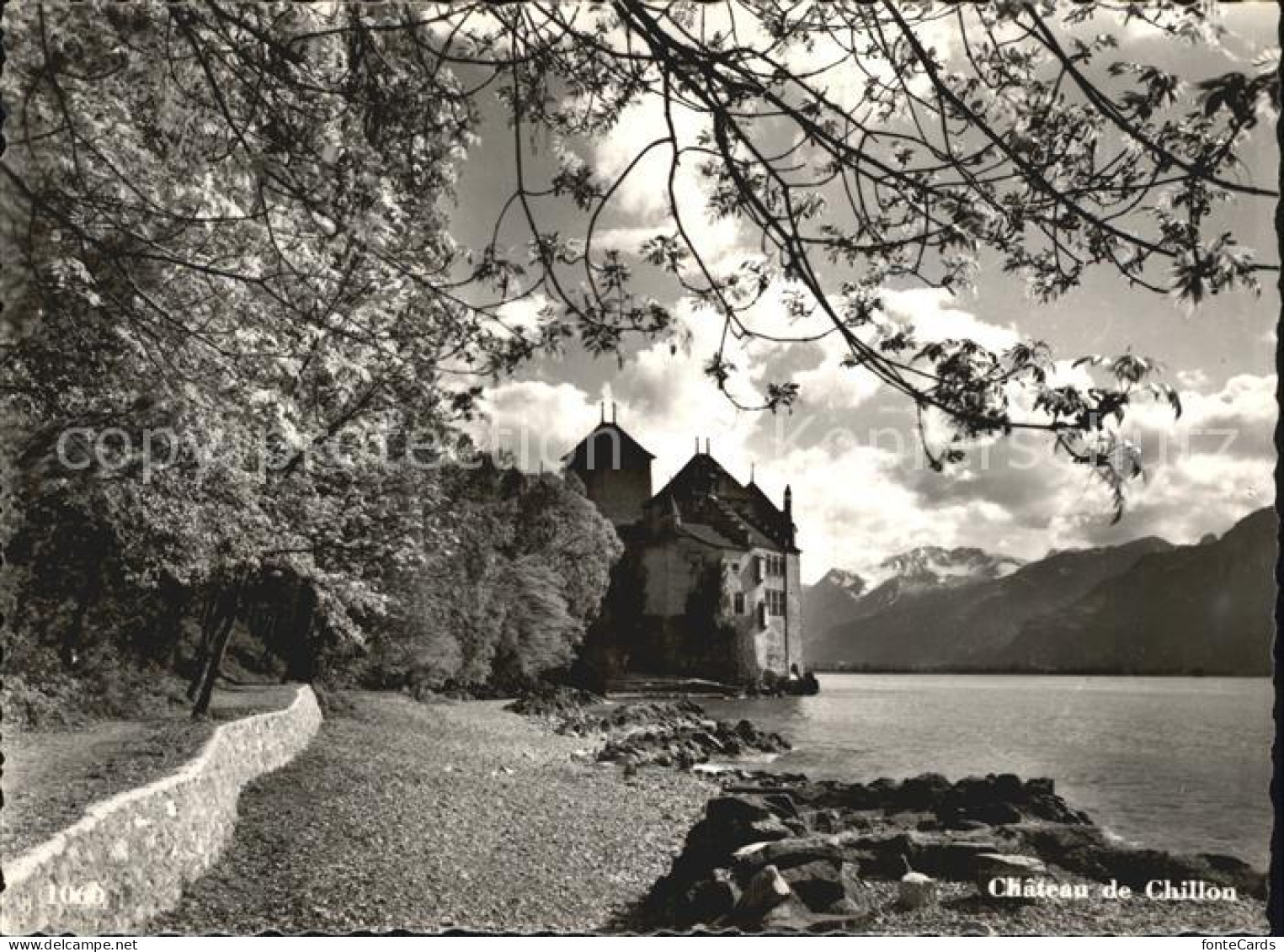 12405032 Chillon Chateau Lac Leman Schloss Genfersee Baumbluete Alpen Montreux - Other & Unclassified