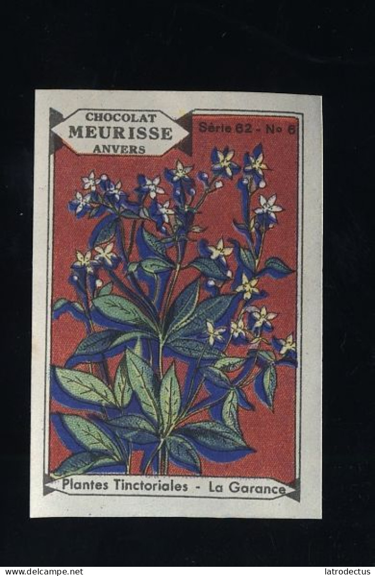 Meurisse - Ca 1930 - 62 - Plantes Tinctoriales, Dyeing Plants - 6 - La Garance - Sonstige & Ohne Zuordnung