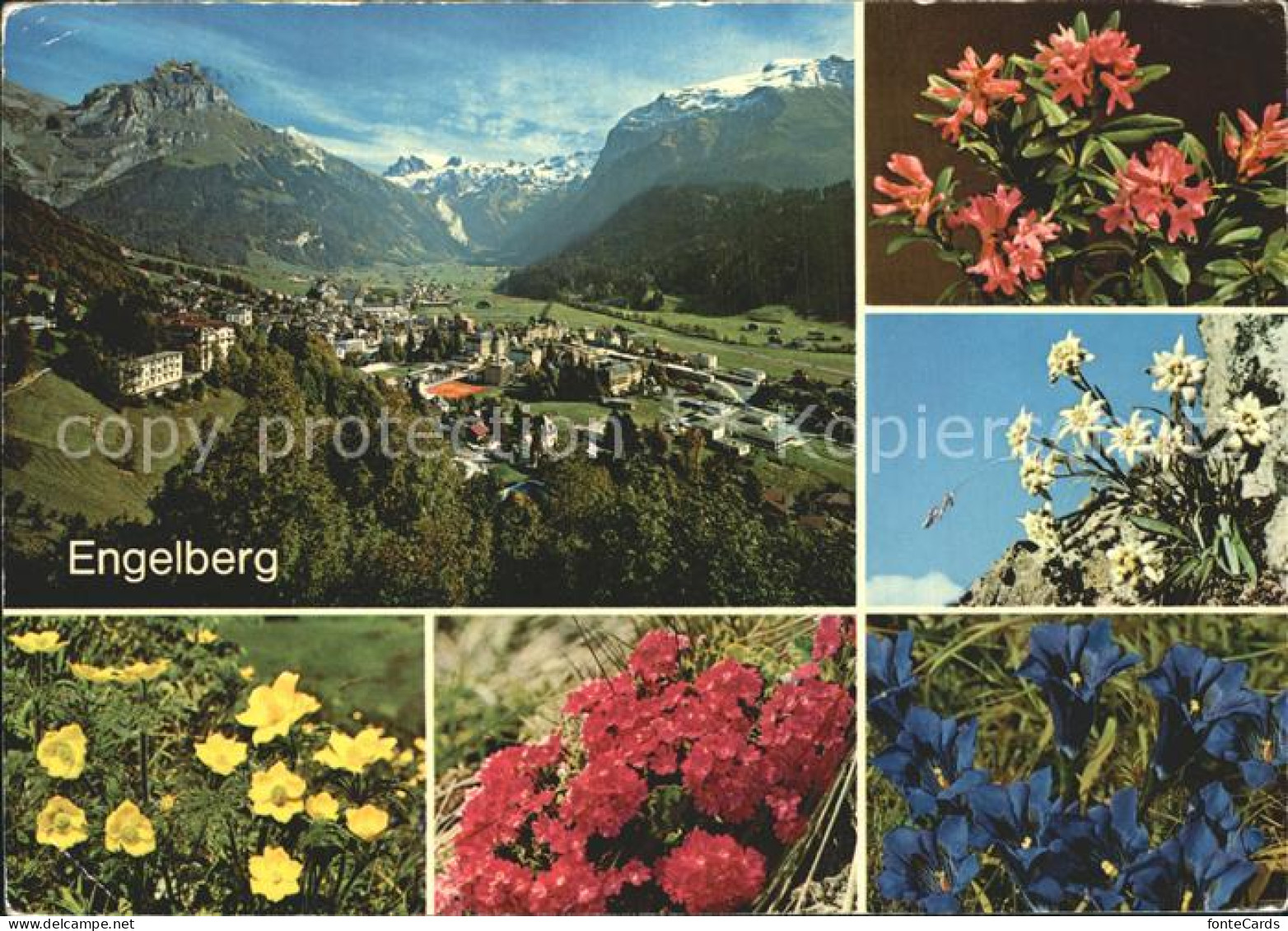 12371602 Engelberg OW Ortsansicht Berge Enzian Edelweiss Trollblume Engelberg - Sonstige & Ohne Zuordnung