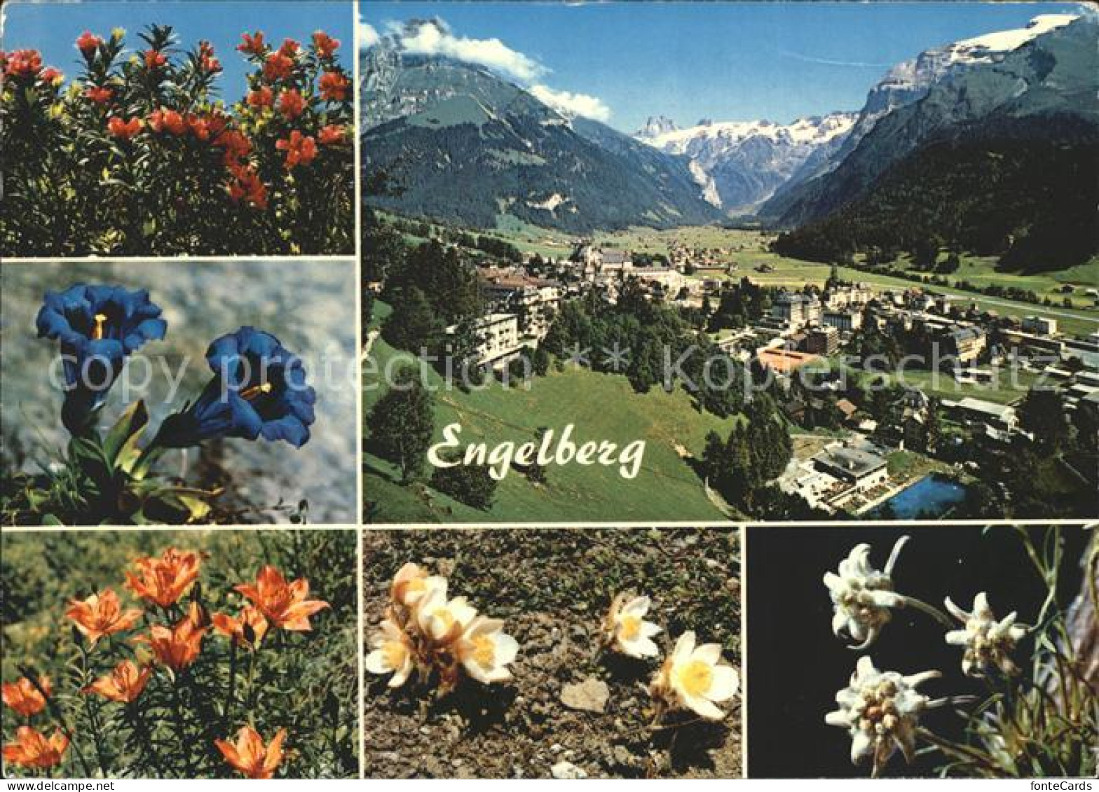 12371601 Engelberg OW Sommerkurort Winterkurort Enzian Edelweiss  Engelberg - Other & Unclassified