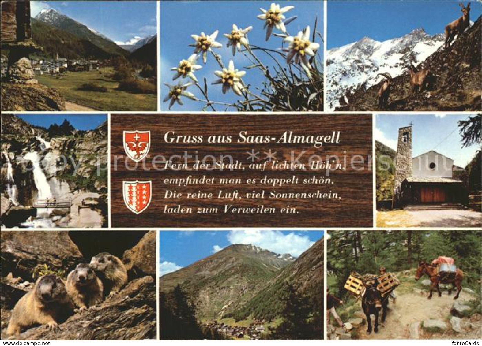 12367962 Saas Almagell Total Edelweiss Steinboecke Wasserfall Kirche Murmeltiere - Altri & Non Classificati
